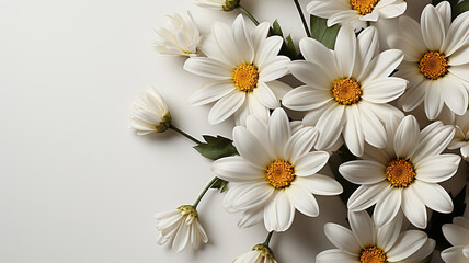 Obraz premium Bouquet of white daisies on a white background