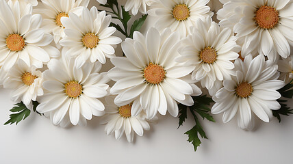 Bouquet of white daisies on a white background