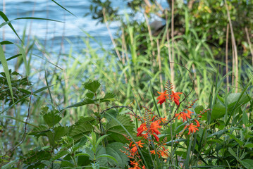 琵琶湖畔に咲くオレンジ色のヒメヒオウギズイセン　滋賀県近江八幡市