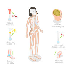 3D Isometric Flat  Conceptual Illustration of Skeletal System Functions, Skeleton Diagram