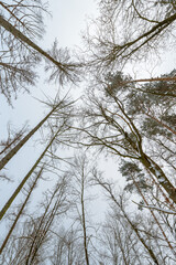 Looking up at trees without foliage in a forest during winter, abstract natural background