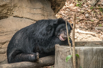 An old Asiatic Black Bear is sleeping on a rock
