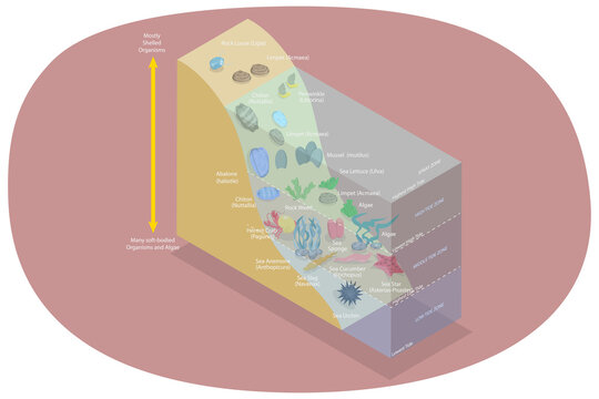 3D Isometric Flat  Conceptual Illustration of Scheme With Spray And Tidal Zones Axis , Lake Ecosystem