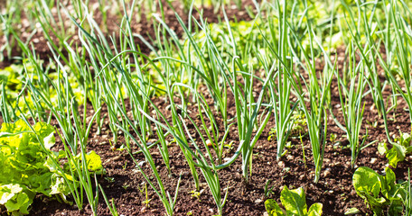 Organic garden, fresh spring onions flourish, sustainable agriculture of homegrown, nutritious produce.