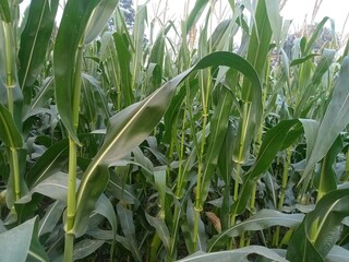 Corn field at sunset. Green leaves on the background of the sky.