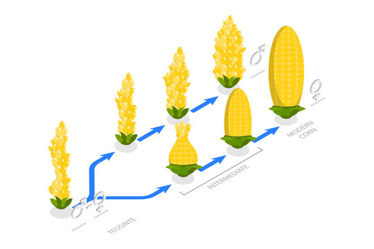 3D Isometric Flat  Conceptual Illustration of Artificial Selection, Genetic Engineering