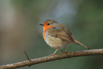 European Robin on the branch