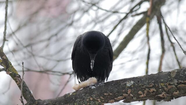 Black Raven. Hungry bird. The bird is eating. Raven got food. Food in the beak. Bird on a tree. A raven sits on a branch and pecks food. Get food in winter. Bird survival in the forest.