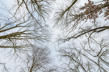Fototapeta na wymiar Looking up at trees without foliage in a forest during winter, abstract natural background