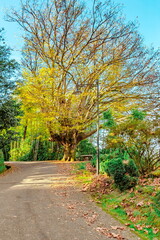 Fototapeta premium Park_22