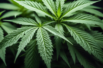 Fototapeta na wymiar Close-up of a medical marijuana leaf. 