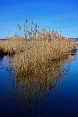 Common Reeds water plants clustered in the Quinnipiac River in New Haven, Connecticut, winter barren landscape of New England, USA