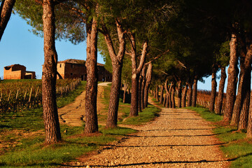 Viale di pini, Toscana