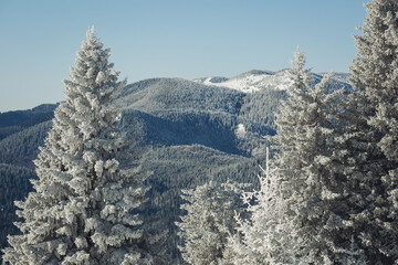 Winter landscape with snow covered trees in sunny frosty day with blue sky. snowy landscape in the mountains. Winter view of mountain peaks and forest covered with snow. Snowy forest with pine trees. 