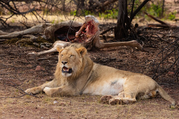 A lion, its belly full of giraffe, rests in front of the kill at a game reserve in central Namibia.