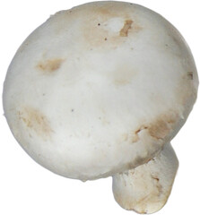 Close up view isolated mushroom on plain white background , fit for your element design and project.