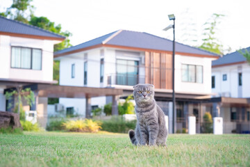 A gray Scottish Fold tabby cat is walking in the front yard garden, and it is looking at the camera.
