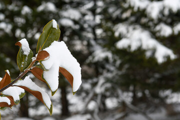 Snow Covered Branches