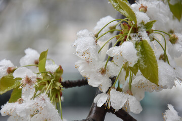 Snow on a first buds and white flowers on tree. Concept of bad weather condition, frost and agriculture disaster. Damage to the orchard