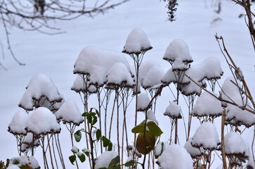 snow - covered  sedum flowers on a cloudy winter day
