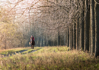 Fototapeta premium Girl riding a horse on autumn forest