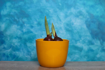 sprouting tulips in a yellow flower pot on a blue watercolor background