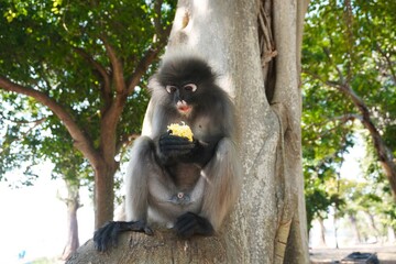 Spectacled langur

