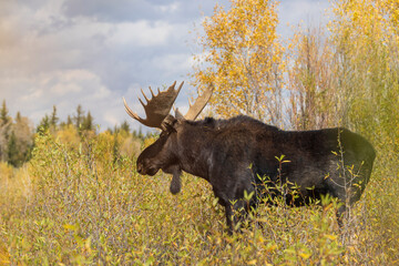Bull Moose in the Rut in Autumn in Wyoming