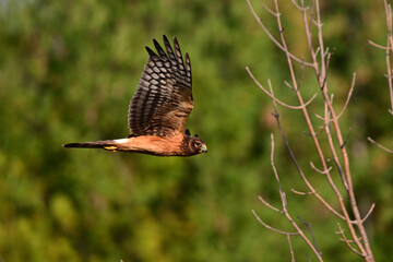 A female Norther Harrier bird in flight with wings spread soring along tree line in search of food