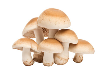 group of mushroom isolated, Isolated on tran sparent PNG background, Generative ai