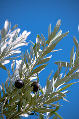 Greek Manaki olives growing on a tree