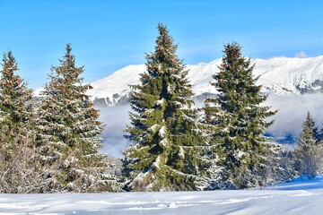 snow covered pine trees in front of Mont Blanc mountain 