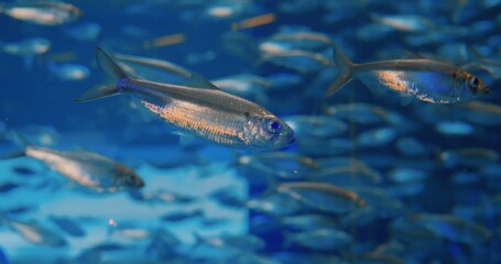 Close-up: Shoal of fish swimming in water, vivid showcase of underwater life. Glimpse into underwater life, with fish in natural habitat. Captivating scene of underwater life, fish in harmony.