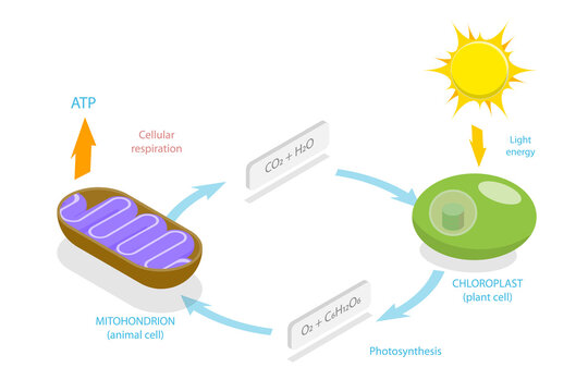 3D Isometric Flat  Conceptual Illustration of Cellular Respiration, Metabolic Chemical Energy ATP Cycle
