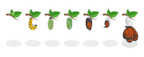 3D Isometric Flat  Conceptual Illustration of Butterfly Metamorphosis, 7 St Life Cycle