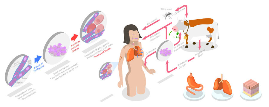 3D Isometric Flat  Conceptual Illustration of Anthrax, Labeled Medical Infection Disease Cycle Scheme