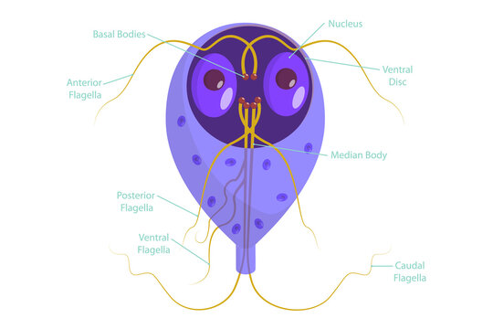 3D Isometric Flat  Conceptual Illustration of Giardia Lamblia, Anaerobic Flagellated Protozoan Parasites