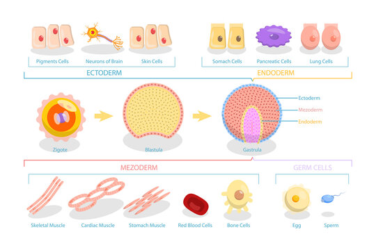 3D Isometric Flat  Conceptual Illustration of Endoderm, Mesoderm And Ectoderm, Educational Diagram