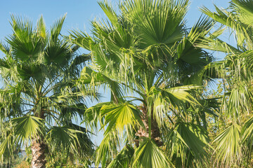 Palm trees in the city park by the beach.