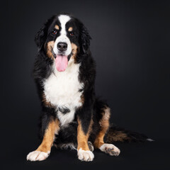 Beautiful senior Berner Sennen dog, sitting up. Looking straight into camera. Isolated on a black background.