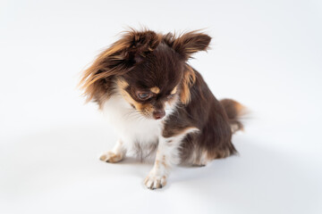 おすわりして何かをじっと見つめるチワワ