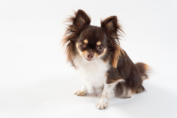 おすわりしてこちらを見つめる犬のチワワ｜白背景