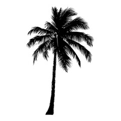 silhouette coconut tree black color only