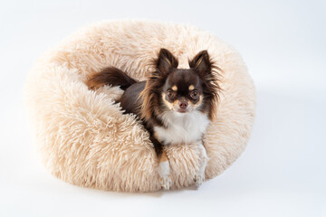 Obraz premium ベッドの上でくつろぐ犬のチワワ｜白背景