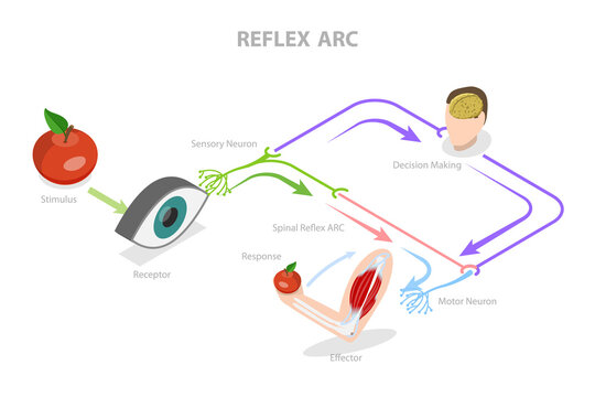 3D Isometric Flat  Conceptual Illustration of Reflex ARC, Educational Diagram