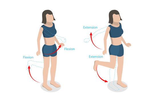3D Isometric Flat  Conceptual Illustration of Flexion And Extension, Human Body Movement