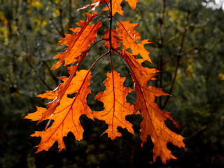 autumn leaf in the forest