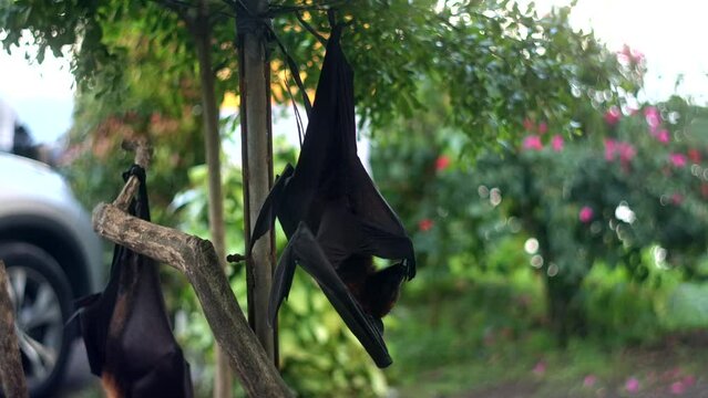 Fruit bat or flying fox - Pteropus giganteus. Tourist zone in Bali, Indonesia