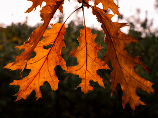 autumn leaf in the forest