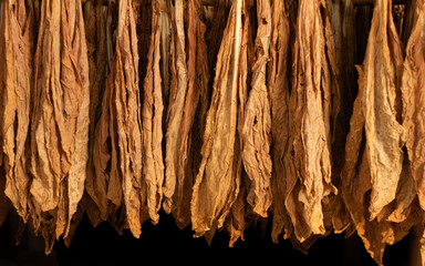 Tobacco leaves drying in the shed and quality control of tobacco leaf hanging in the dryer or barn....